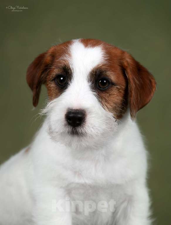 Собаки в Санкт-Петербурге: Марлекс Солар Найджел  Мальчик, 80 000 руб. - фото 3