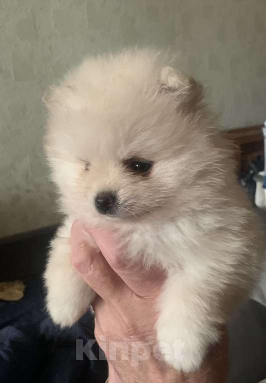 Собаки в Воронеже: Щенок шпица Девочка, 20 000 руб. - фото 4