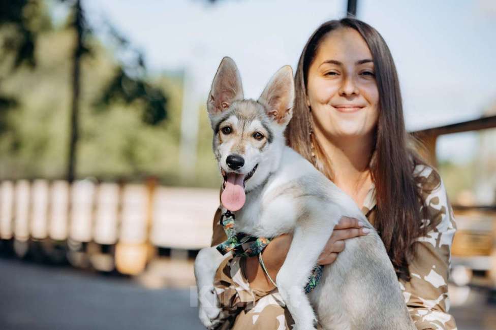 Собаки в других городах Московской области: Ищем дом очень милой девочке Плюше. Девочка, Бесплатно - фото 3