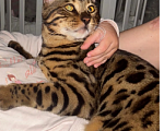 Кошки в других городах Московской области: Потерялся бенгальский котик Мальчик, 5 000 руб. - фото 5