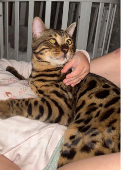 Кошки в других городах Московской области: Потерялся бенгальский котик Мальчик, 5 000 руб. - фото 5