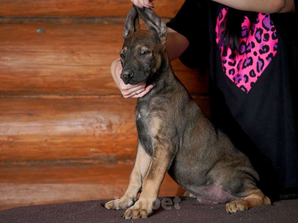 Собаки в Александрове: Мальчик Ксолоитцкуинтли в шерсти  Мальчик, 5 000 руб. - фото 5