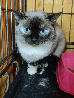 Кошечка в добрые руки