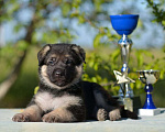 Собаки в Тольятти: Щенки ВЕО Мальчик, 65 000 руб. - фото 3