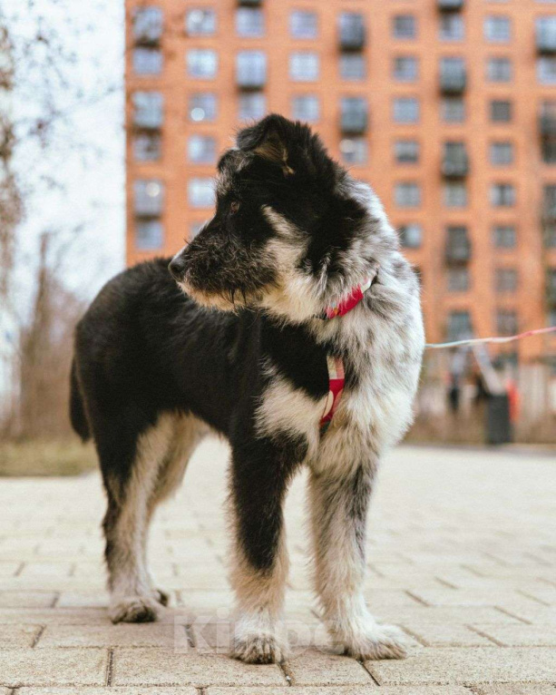 Собаки в Москве: Щенок в добрые руки  Девочка, Бесплатно - фото 1