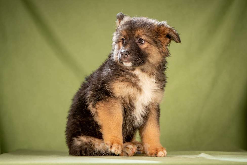 Собаки в Клине: Фисташка - пушистая красавица Девочка, Бесплатно - фото 4