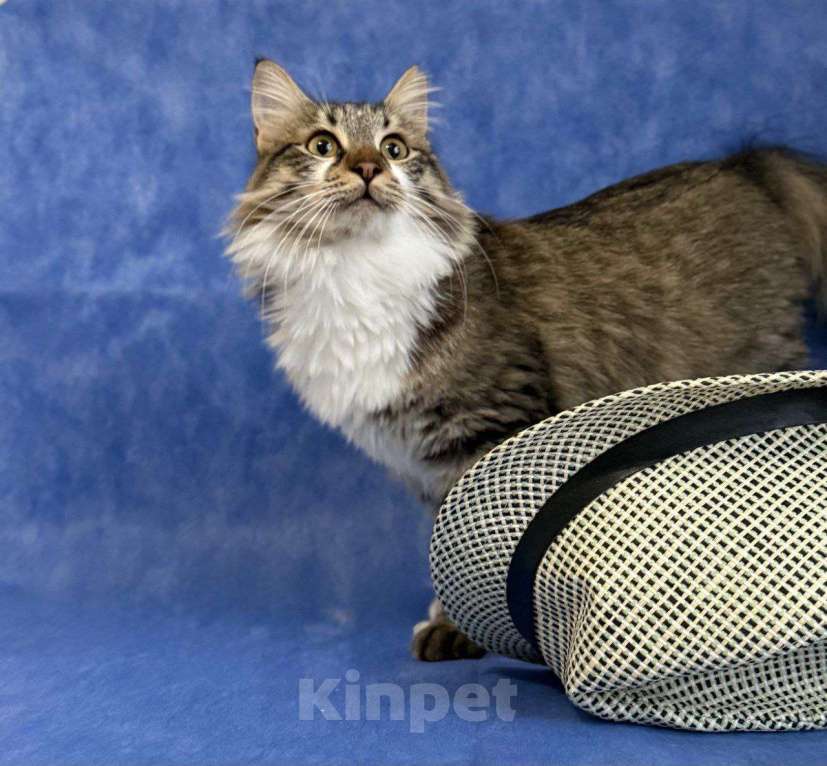 Кошки в Москве: котенок Кемер ищет дом Мальчик, Бесплатно - фото 8