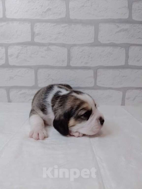 Собаки в Белгороде: Щенки бигля Мальчик, 35 000 руб. - фото 2