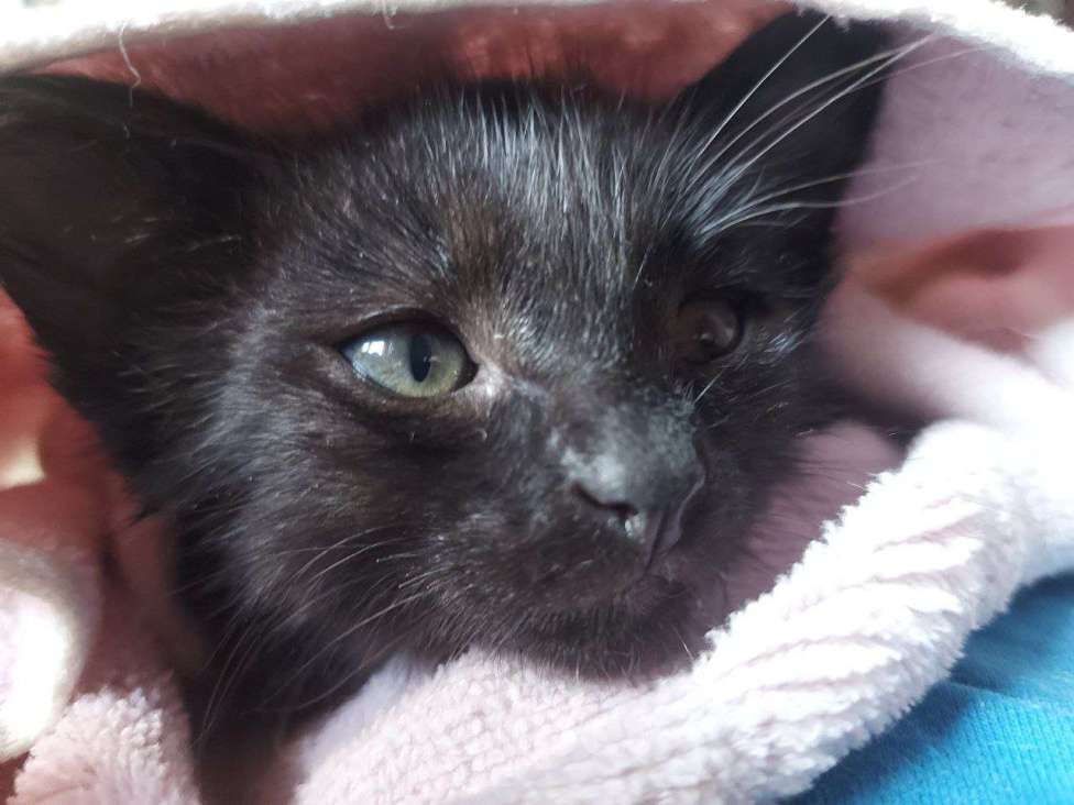 Кошки в Москве: Нежная кошечка Ночка 1,5 месяца ищет дом Девочка, Бесплатно - фото 7