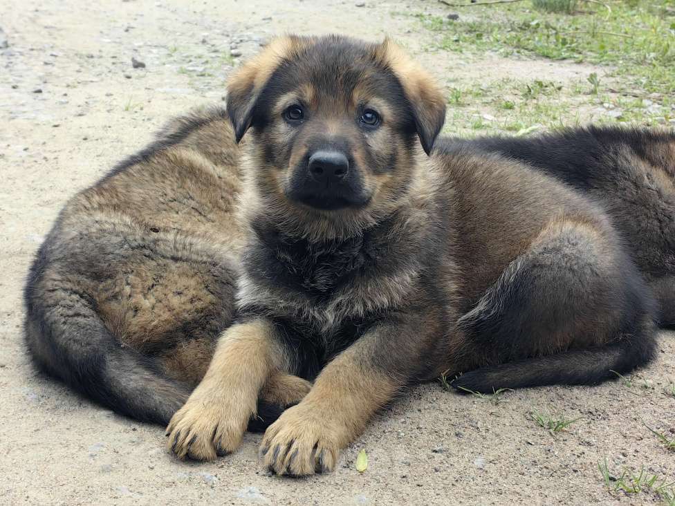 Собаки в Санкт-Петербурге: Щенки немецкой овчарки из питомника "С Путиловой Горы" Мальчик, 80 000 руб. - фото 2
