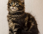 Кошки в Москве: Котята мейн-кун Мальчик, 30 000 руб. - фото 10