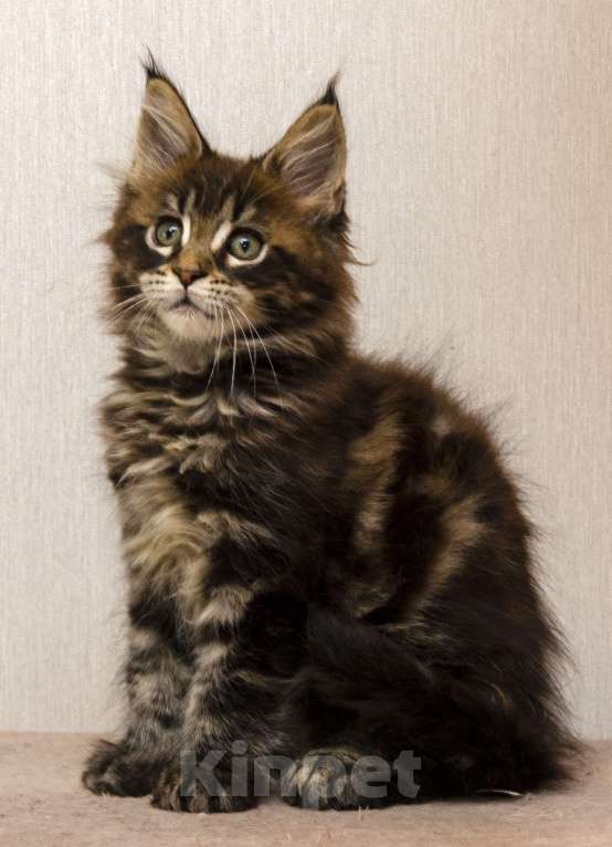 Кошки в Москве: Котята мейн-кун Мальчик, 30 000 руб. - фото 10