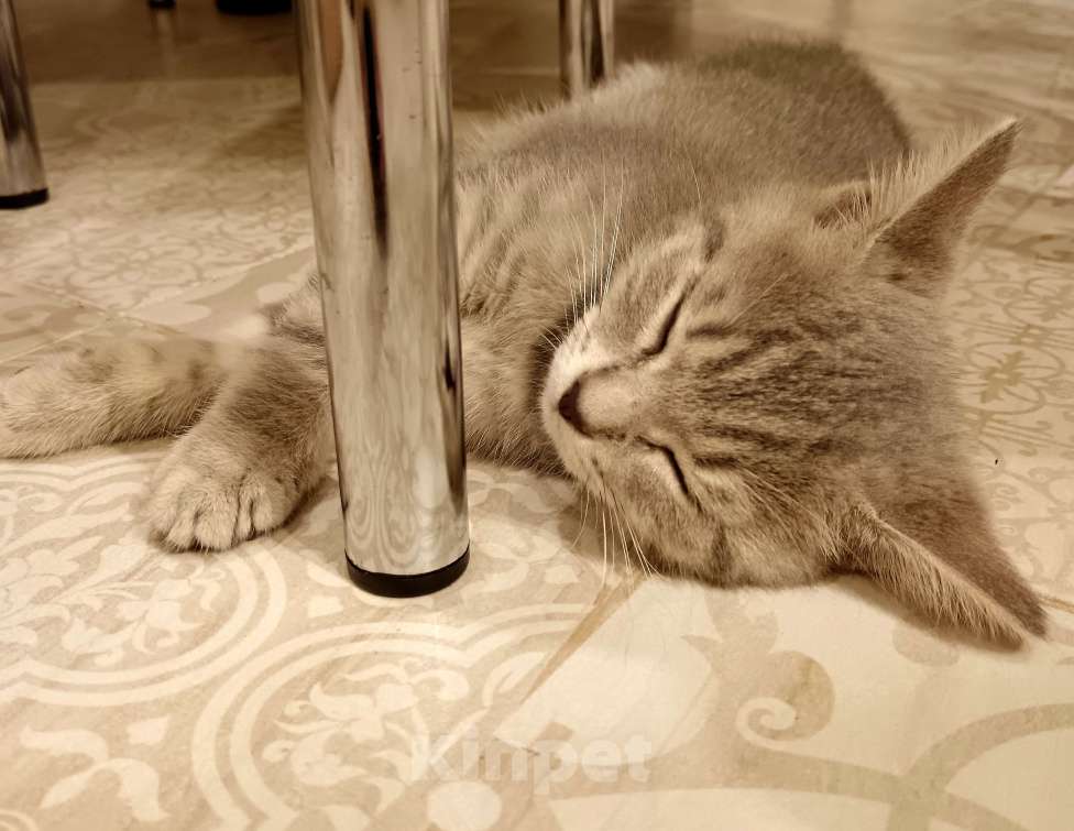 Кошки в Серпухове: Шотланская прямоухая Девочка, Бесплатно - фото 8