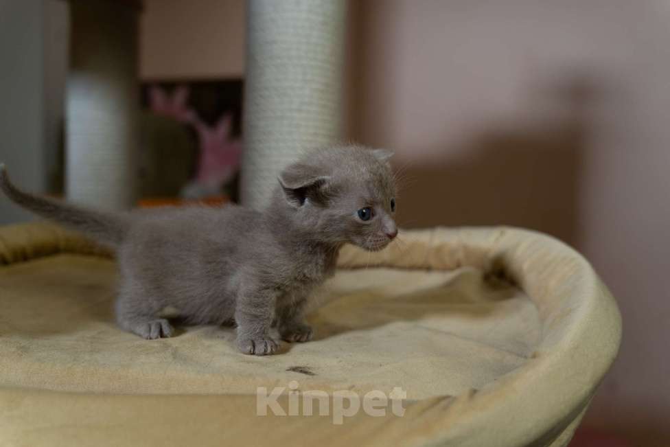 Кошки в Санкт-Петербурге: КОТЯТА Манчкин коротколапые Мальчик, 38 000 руб. - фото 3