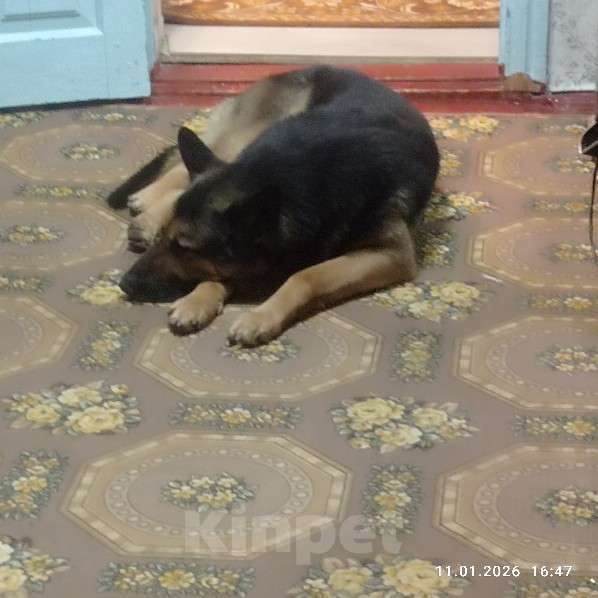 Собаки в других городах Краснодарского края: Щенки ВЕО Девочка, 10 000 руб. - фото 3