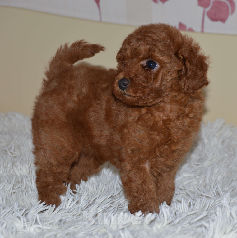 Собаки в Ульяновске: той-пудель,щенок Девочка, 150 000 руб. - фото 4