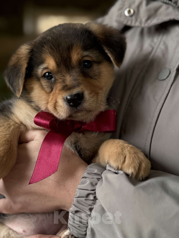 Собаки в Красногорске: Щенок невероятной красоты Санта 2 мес ждет вас! Девочка, Бесплатно - фото 1