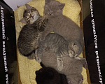 Кошки в Улане-Удэ: Британские котята в добрые руки Мальчик, 3 000 руб. - фото 2