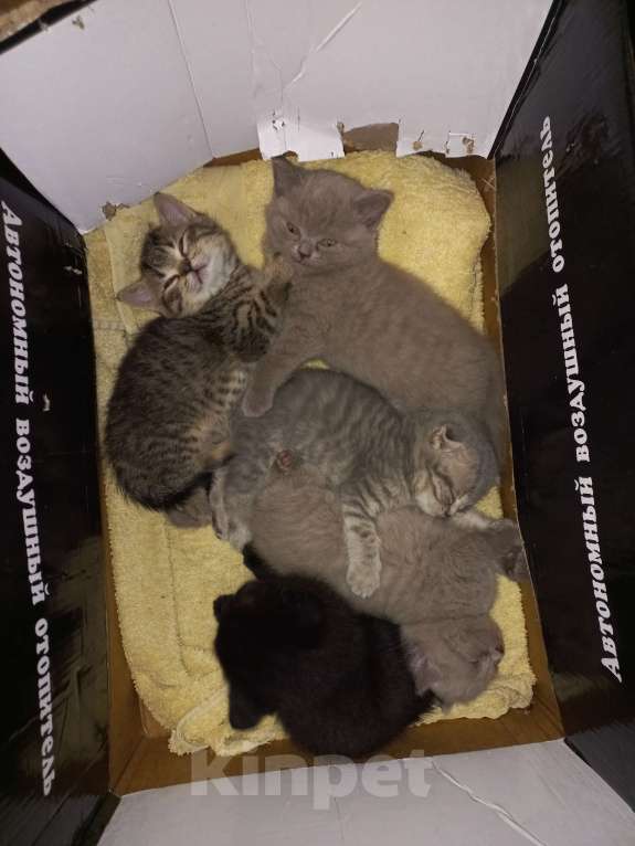 Кошки в Улане-Удэ: Британские котята в добрые руки Мальчик, 3 000 руб. - фото 2