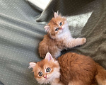 Кошки в Москве: Котики , котята  Мальчик, 30 000 руб. - фото 1