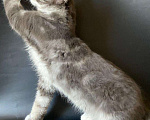 Кошки в Рязани: Голубой красавчик мейн-кун Байкуша Мальчик, 30 000 руб. - фото 1