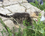 Кошки в Подольске: Отдам котят в добрые руки Мальчик, Бесплатно - фото 4