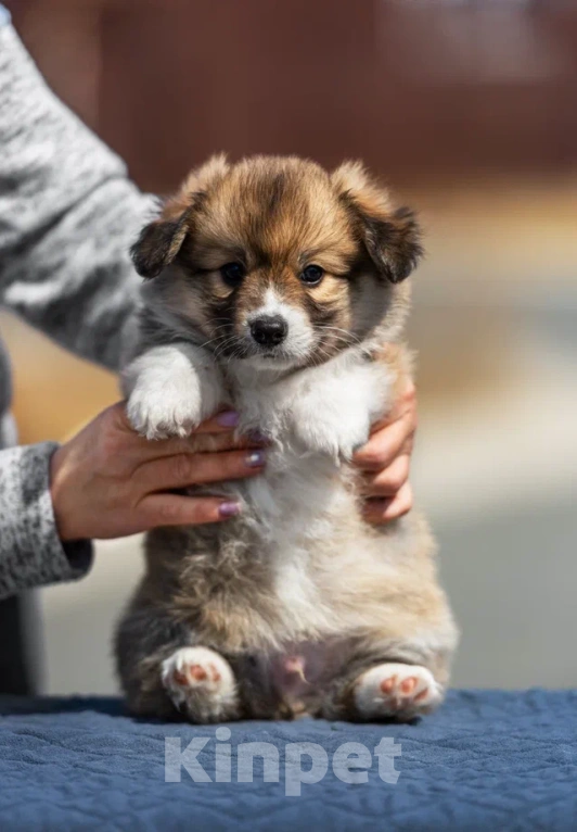 Собаки в Владивостоке: Красивые щенки корги пемброк Мальчик, 140 000 руб. - фото 1