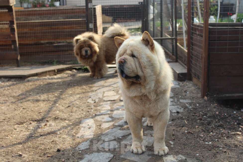 Собаки в Челябинске: смуф крем вязка Мальчик, 30 руб. - фото 2