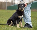 Собаки в Москве: Черный щенок в добрые руки Девочка, Бесплатно - фото 2