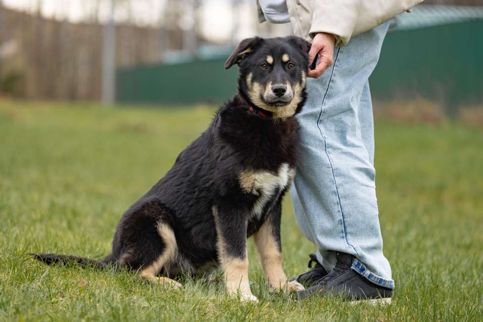 Собаки в Москве: Черный щенок в добрые руки Девочка, Бесплатно - фото 2