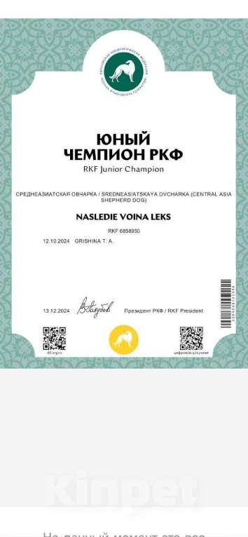 Собаки в Краснодаре: Кобель САО (вязка) Мальчик, Бесплатно - фото 4