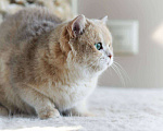 Кошки в Москве: Британская кошка для разведения Девочка, 100 000 руб. - фото 9