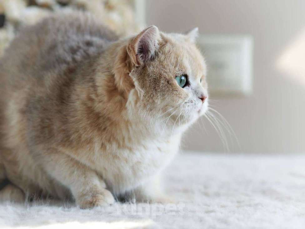 Кошки в Москве: Британская кошка для разведения Девочка, 100 000 руб. - фото 9
