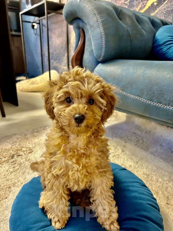 Собаки в Санкт-Петербурге: Щенок той пуделя девочка ищет добрых и любимых хозяев Девочка, Бесплатно - фото 5