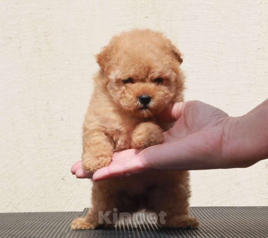 Собаки в Москве: мальтипу щенок мини девочка Девочка, 130 000 руб. - фото 5