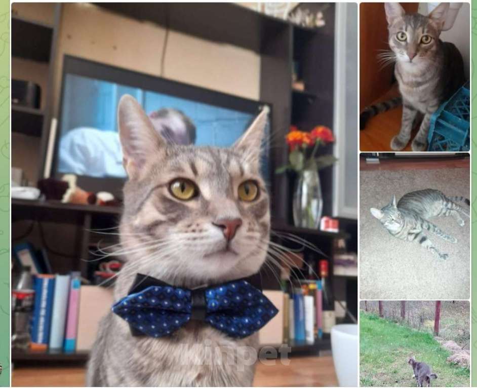 Кошки в Москве: Макс, мы ждём тебя! Мальчик, 5 000 руб. - фото 1