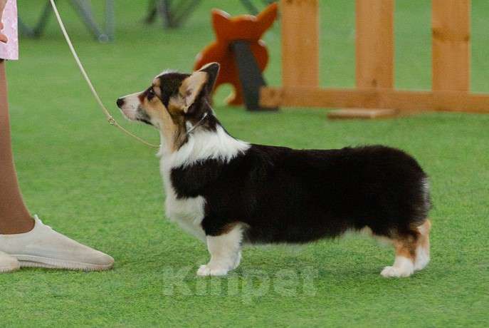 Собаки в Москве: Триша Девочка, 50 000 руб. - фото 2