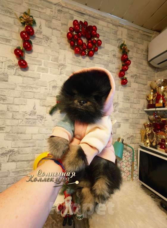 Собаки в Москве: Шпиц померанский в медвежьем типе мальчик из племенного питомника Мальчик, Бесплатно - фото 2