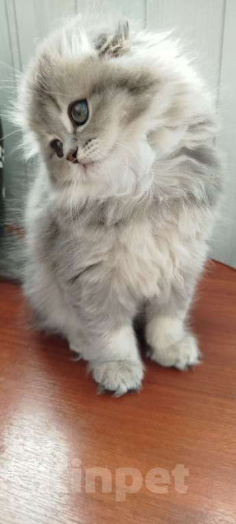 Кошки в Санкт-Петербурге: Шотландская вислоухая девочка Девочка, 20 000 руб. - фото 3