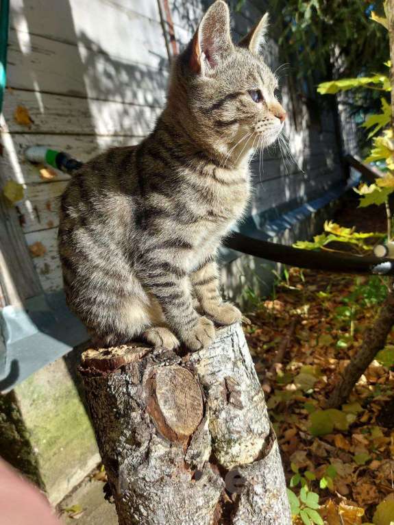 Кошки в других городах Московской области: Космическая одноглазая кошка (котенок) Девочка, 1 руб. - фото 7