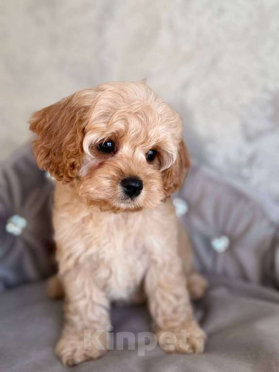 Собаки в Москве: Кавапу щенок Девочка, 120 000 руб. - фото 3