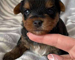 Собаки в Ростове-на-Дону: Йоркширский терьер  Девочка, 25 000 руб. - фото 2