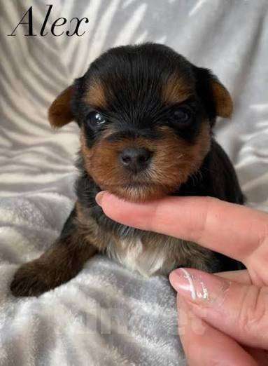 Собаки в Ростове-на-Дону: Йоркширский терьер  Девочка, 25 000 руб. - фото 2