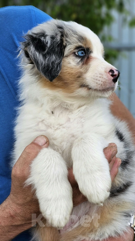 Собаки в Челябинске: Австралийская овчарка / кобель Мальчик, 65 000 руб. - фото 5