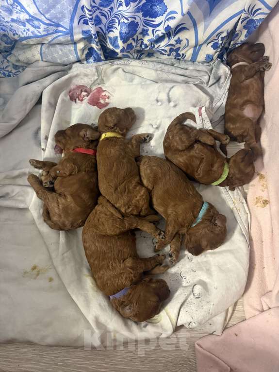 Собаки в других городах Тульской области:  Прекрасные Мальчики той - пудели  рыжего цвета  Мальчик, 50 000 руб. - фото 4