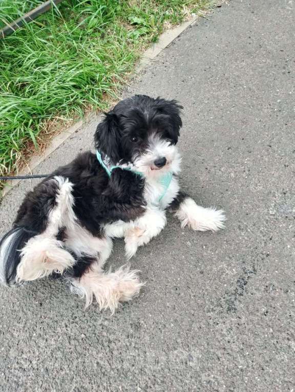 Собаки в Санкт-Петербурге: Маленький пёсик китайской хохлатой породы ищет дом Мальчик, Бесплатно - фото 7