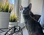 Кошки в Москве: Ориентальный мальчик Мальчик, 40 000 руб. - фото 1