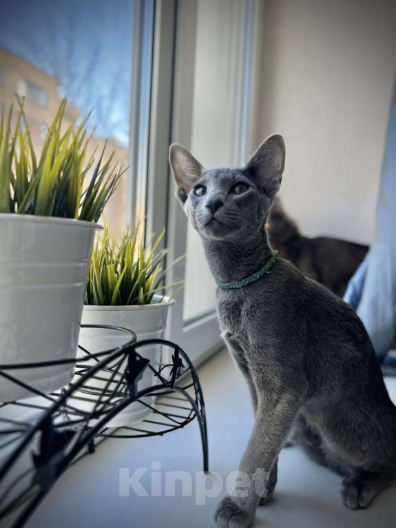 Кошки в Москве: Ориентальный мальчик Мальчик, 40 000 руб. - фото 1