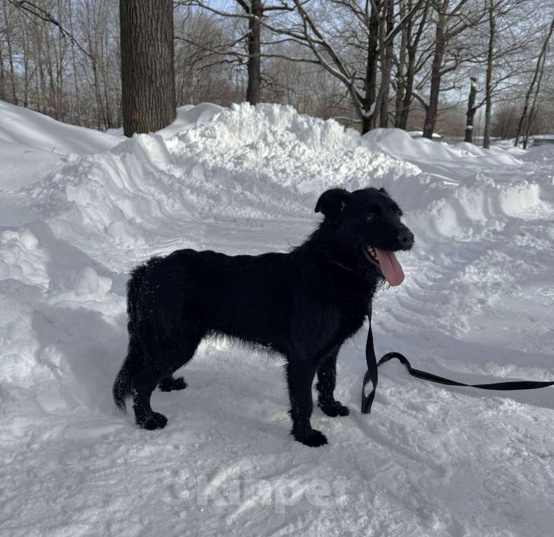 Собаки в Москве: Собака бесплатно в Москве Мальчик, Бесплатно - фото 6