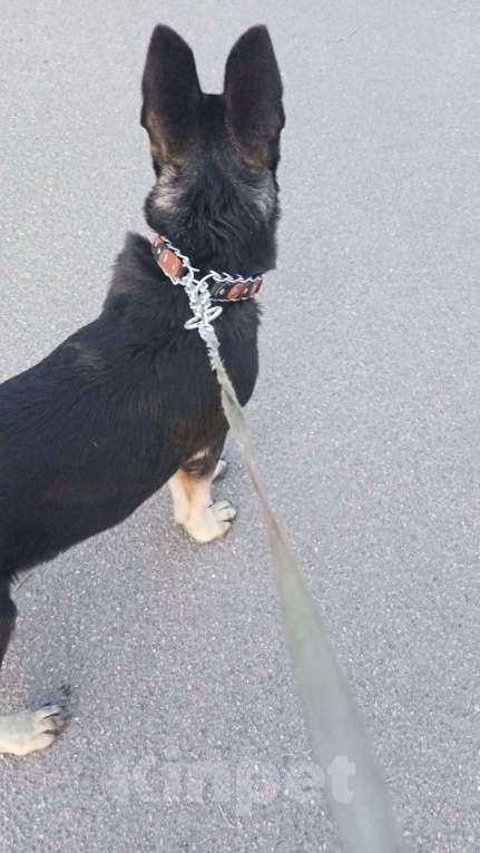 Собаки в других городах Ленинградской области: Срочно продаю Девочка, 35 000 руб. - фото 2